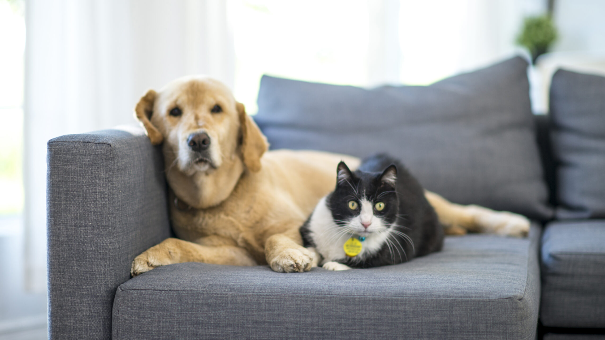 Tips and advice on how to get dogs and cats to live together